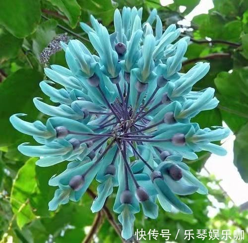 热带雨林|8种贵货花,见过的人真不多,见过3种就是“见多识广”