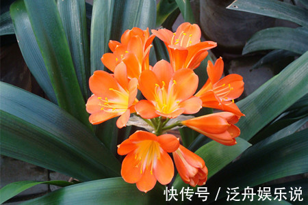 观赏价值|家里养了5种花,4月开败后及时修剪,不然明年没花赏