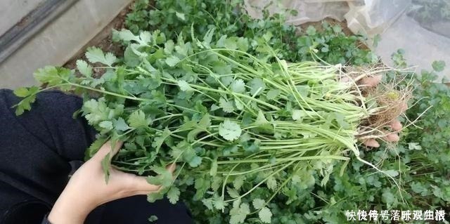 胡荽|号称“最古老调味料”,拔起来就能吃,有人顿顿吃,有人闻了想吐