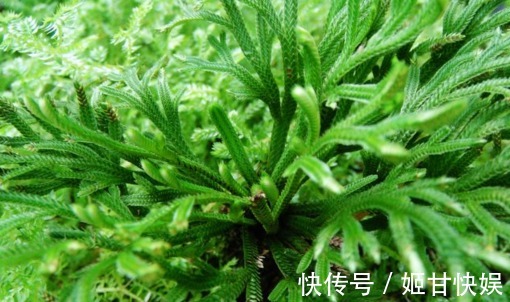 养生|农村独有的治病野菜,养生保健俩不误,城里人苦寻不得的养生菜