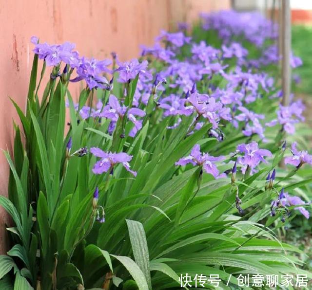 插土就能活!大半个月不用浇水,繁殖掐枝就能活,适合懒人