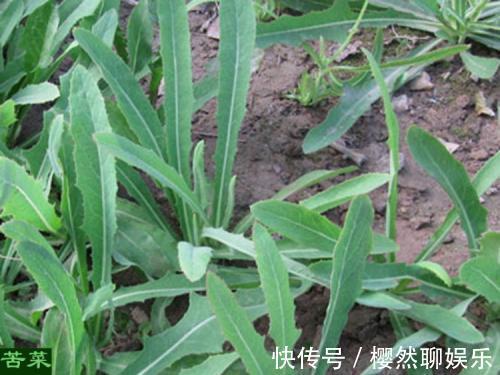 苦菜|农村一种野菜,抗癌能力堪比蒲公英,每天吃一点,癌细胞不敢扰