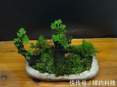 绿植|它是花卉界的“小强”,5年不浇水也能活,检测环境,做盆景更棒