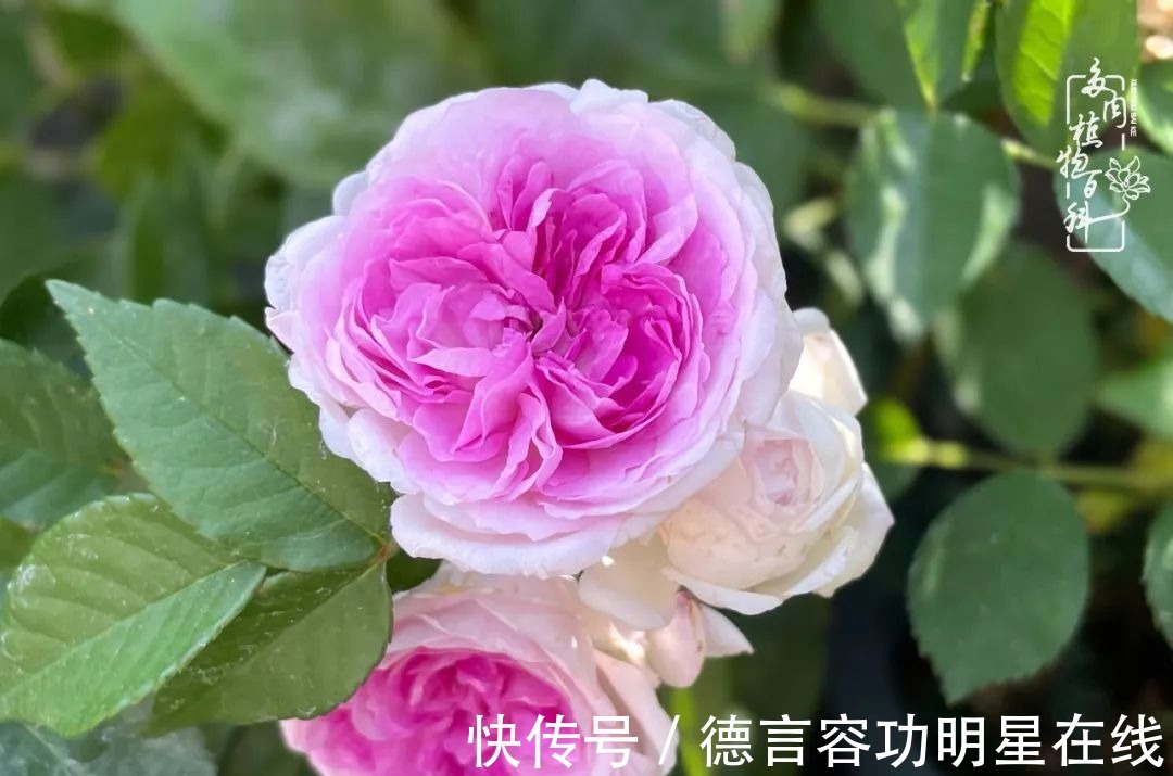 最美四月天,去杨姐的屋顶花园,赴一场花约!