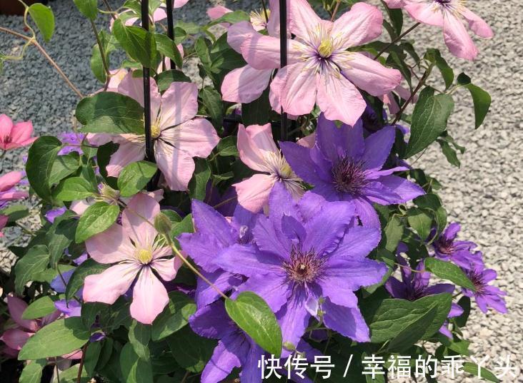 枝条|6种“漂亮花”，冬天剪一剪，保留大花芽，来年开花多一倍