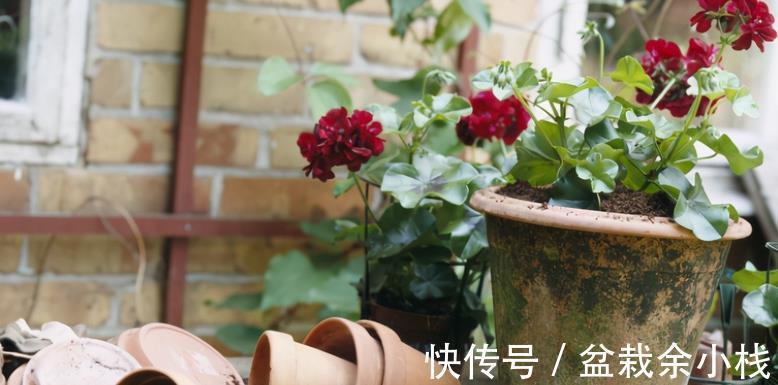 要务|塑料瓶养花的妙用,选花盆的第一要务是什么