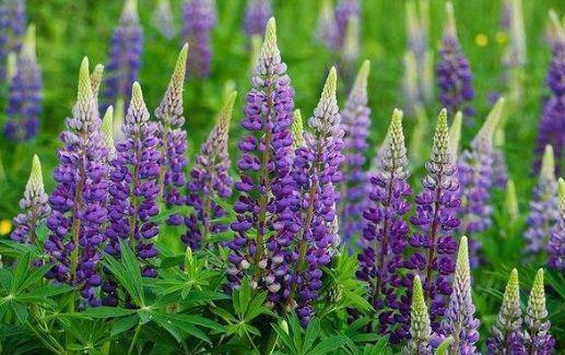 居家适合养护此几款花卉,比绿萝好养,阳台变花海