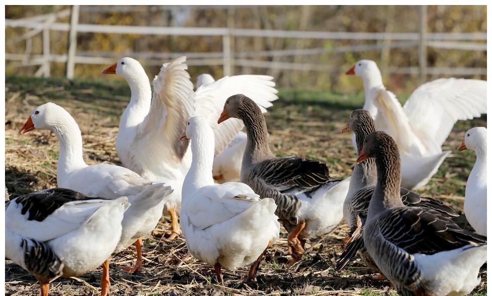 营养成分|怀孕几个月能吃鹅蛋？有什么好处？