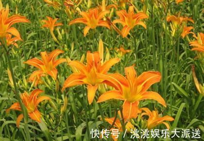 此花是中国的母亲花，比康乃馨还要早，它被称为忘忧草