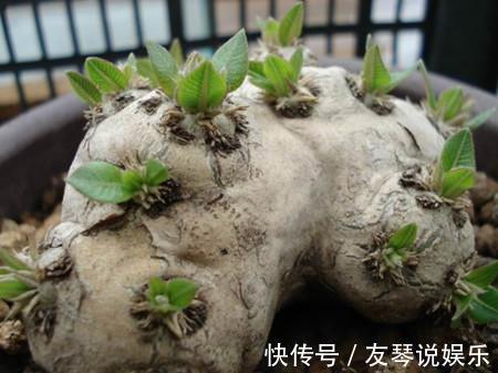 植株|这6种多肉其丑无比，没想到一盆价值上万！