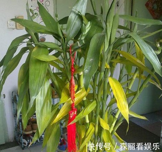 富贵竹要怎么养能晒太阳吗掌握方法,将富贵竹养得根壮叶绿