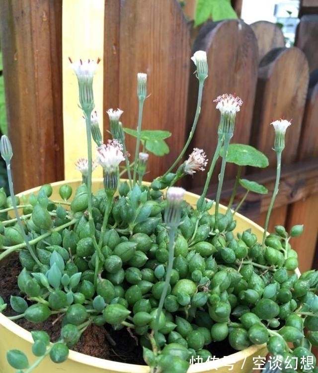 多肉植物|3款“爱哭”的多肉植物，名字很凄美，出了状态确让人很陶醉