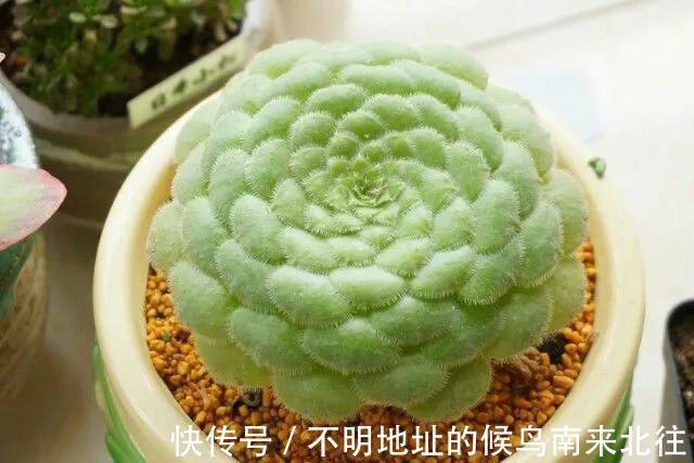 60种多肉图鉴及养护要点,1分钟学会,超全超实用!