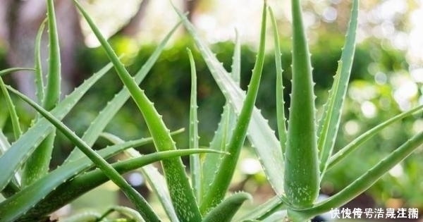 枸杞|冬天别的花可以不养，但是这6种，不养就亏了！