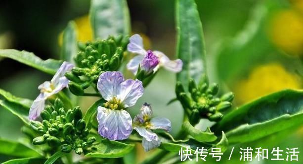 清痰|一种菜种子，顺脾胃积聚之气，从根源清痰如神助，减脂、压，消斑
