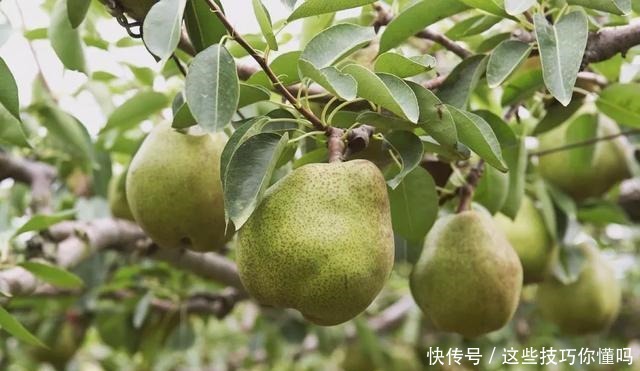 盘点厉害的水果品种推荐