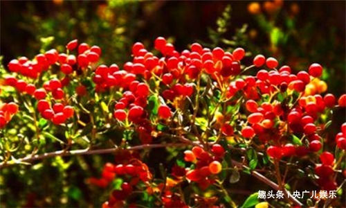 毒素|40岁女性要坚持吃4种食物，排除毒素，净化血液，预防子宫早衰