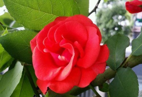 “珍品玫瑰”火焰舞玫瑰，火红艳丽，繁花似锦，堪称养花必备