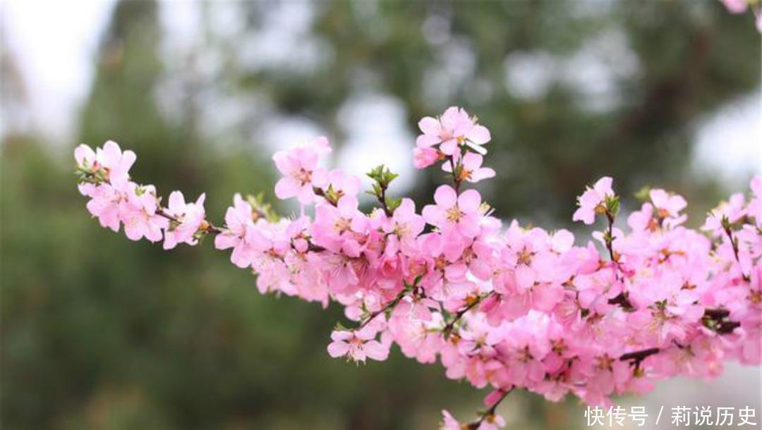落魄|晚唐落魄才子吴融,一生命运多舛,写下的这首《卖花翁》句句伤感
