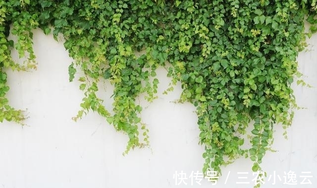 肥沃|11种四季常青的植物——可做盆栽