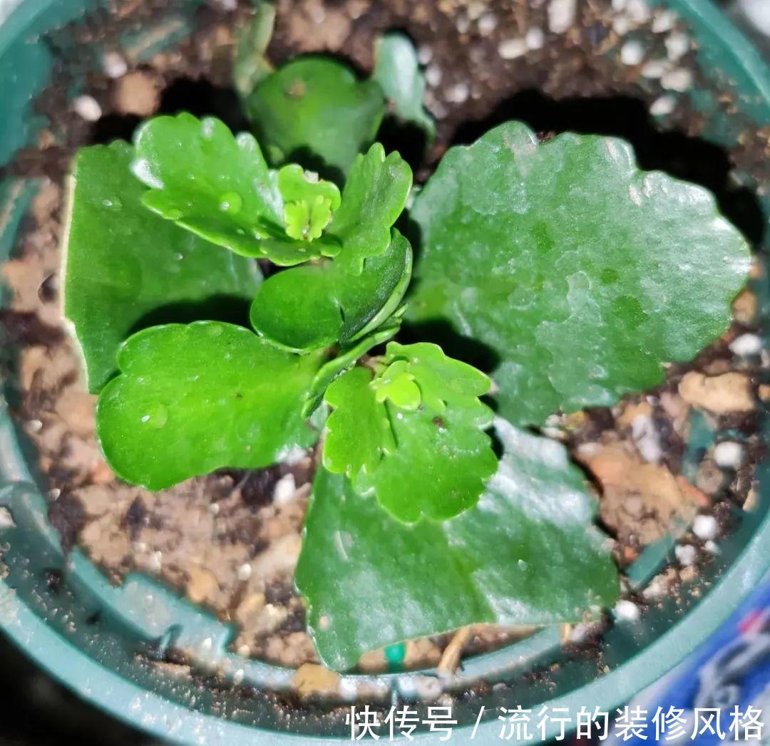 君子兰|8种花夏天不能买,买回来就死,白浪费钱