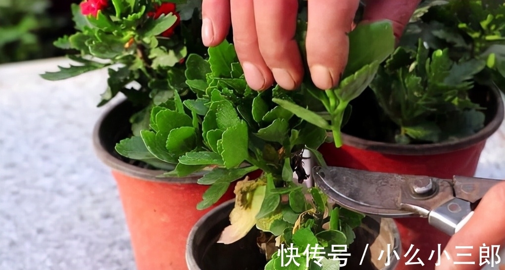枝条|立秋后养长寿花，3步别落下，还能长成小花树，繁花似锦爆棚惊人