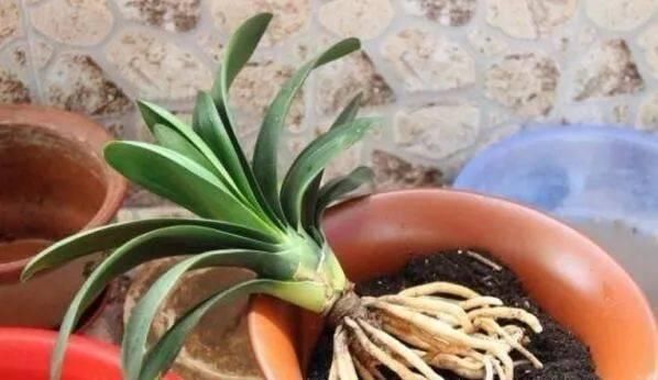 花苞|花卉换盆,4大“禁区”不要碰,否则黄叶掉花苞,换一盆死一盆