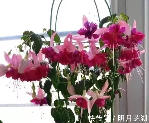 腐殖土|花盆里种的花不需要买泥土,用这种东西混合种的花草都很旺盛