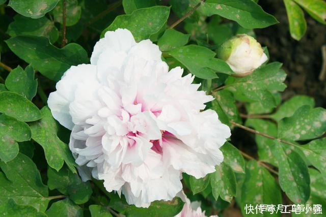 始吐|皮日休:落尽残红始吐芳，佳名唤作百花王