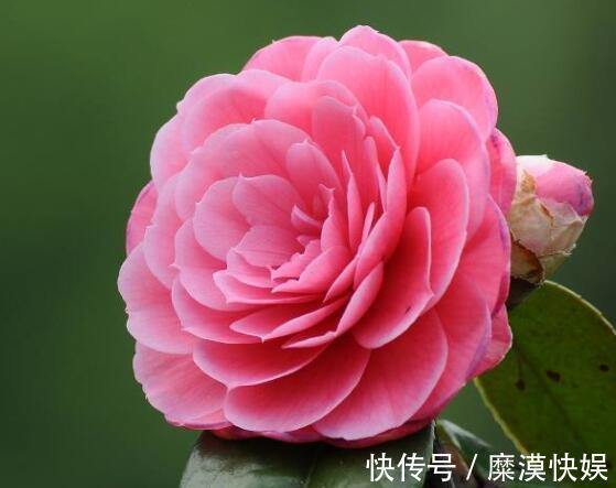 蝴蝶兰|4种公认难养的花,稍有不慎,白忙一场,只剩盆,坑!