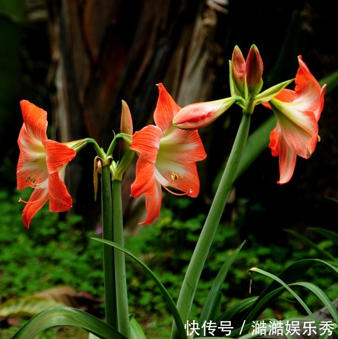 喜庆|路边捡的“洋葱”，种在盆里没管，今年又开花了，妈妈说“喜庆”