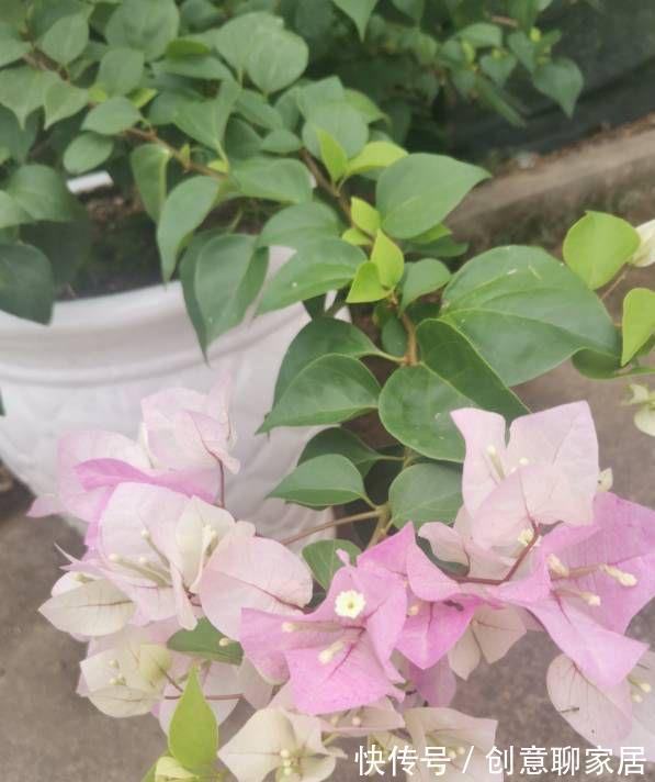 绿樱|养三角梅就养“2种”,颜色多变,勤花好看,经常开花不偷懒