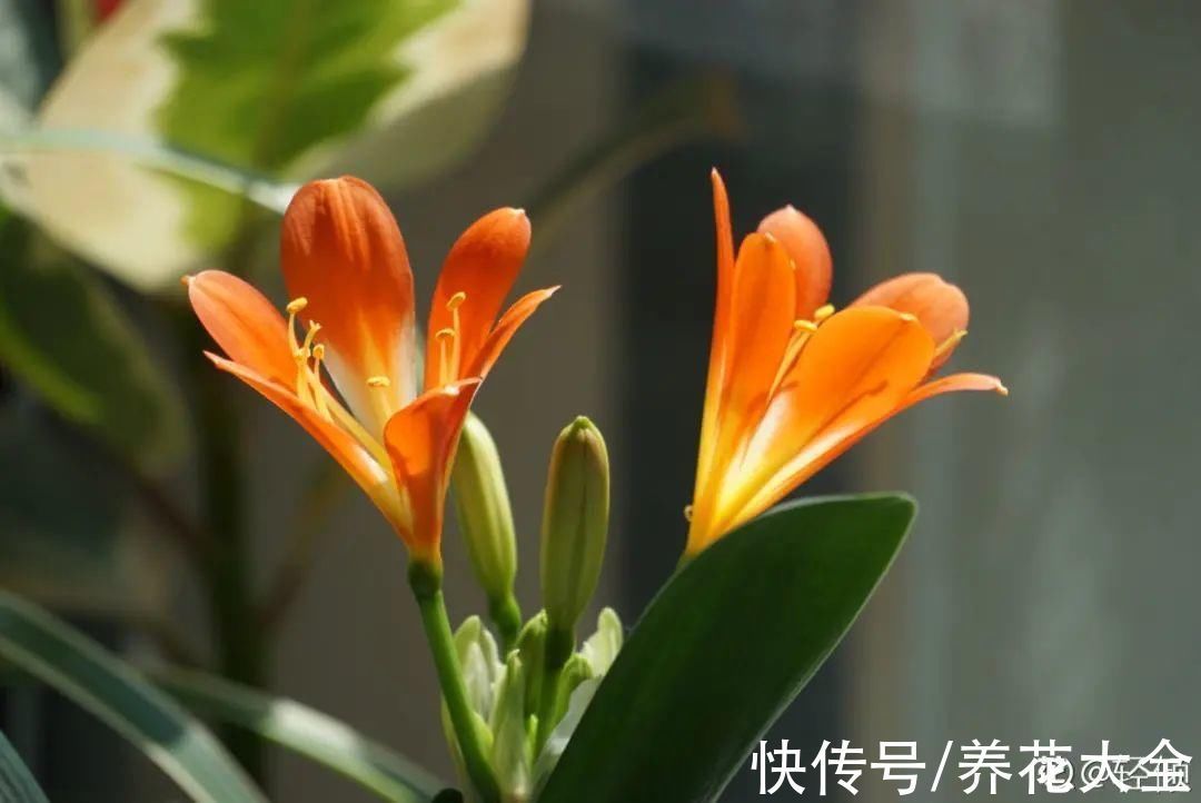 绣球|10种花不怕冷,先别搬进屋,放外面冻一冻,开花更旺