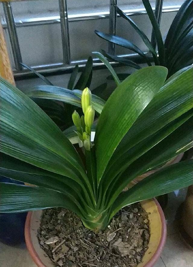 君子兰浇水4要点，掌握君子兰四季浇水技巧，开花爆盆不难