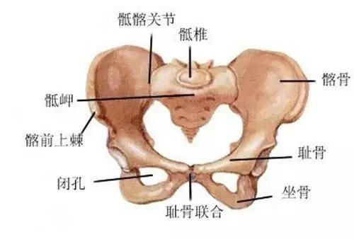 体型走样|妈妈臀、小便失禁、产后出血？别大意，可能是你的骨盆出了问题！