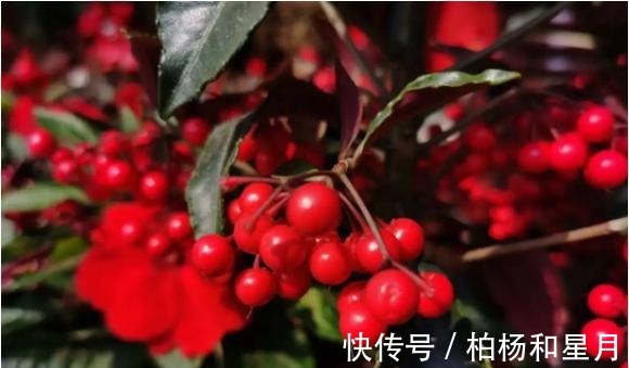 年底养盆喜庆花，有招财旺运好兆头，红红火火好运来！