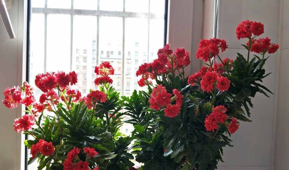 花长寿花|养花试试这几款,花朵浓密艳丽可丰富业余生活减轻精神压力