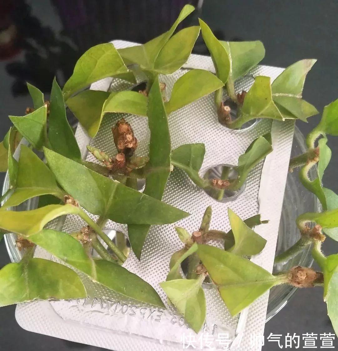 多肉扦插不用土,胶囊板一套,3天就能冒白根!