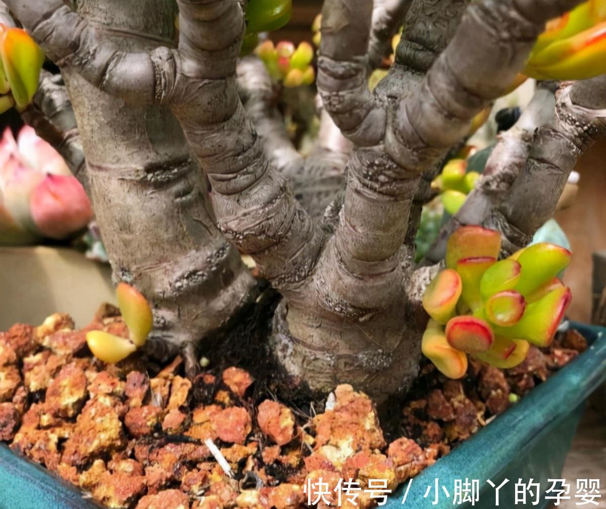 客厅见树,家兴人旺!6种吉利树,好养寓意好,还能养身体