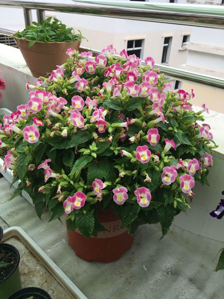 平时养盆蝴蝶草,有枝必有花,花多易爆盆,养在阳台变温馨花园