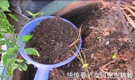 老花匠养花,从不买花肥,仅仅在盆里倒点“渣滓”,养啥都能旺!
