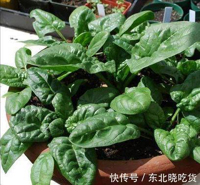 菠菜“太贵啦”,不如自己在家种,掌握4个技巧,一个冬天吃不完