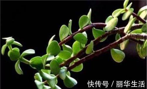 外痔|天然的“化痔药”被发现，每天吃一点，消肿化瘀，肉球不见了