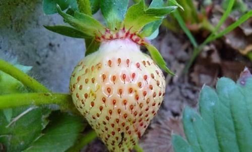 女性不想早衰，不妨多吃三食物，减肥瘦身，降低血脂，早吃早受益