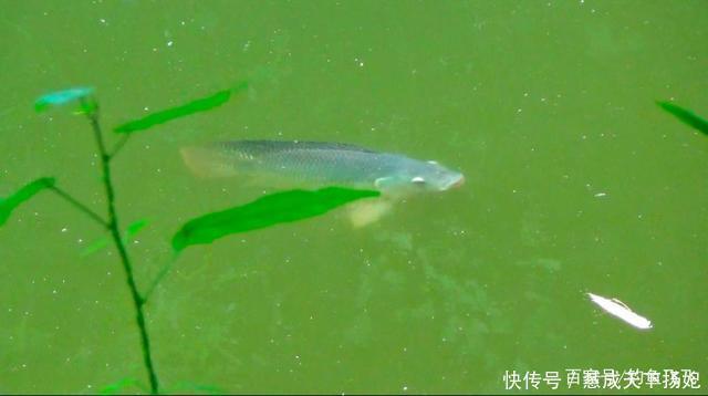 入侵|这2种鱼已成功“入侵”我国,吃货也束手无策,钓到该如何处理