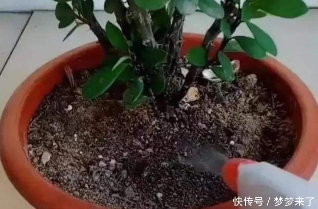 小窍门|冬季室温高养花全是“小飞虫”,教你几个小窍门,专治小黑飞!