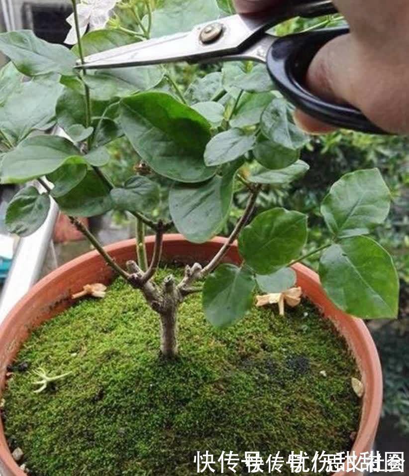 花苞|养茉莉花有“3点”很重要，株型更美，开花更多，又香又好看