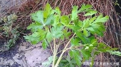 注意：常见的这3种野菜有毒，千万别食用