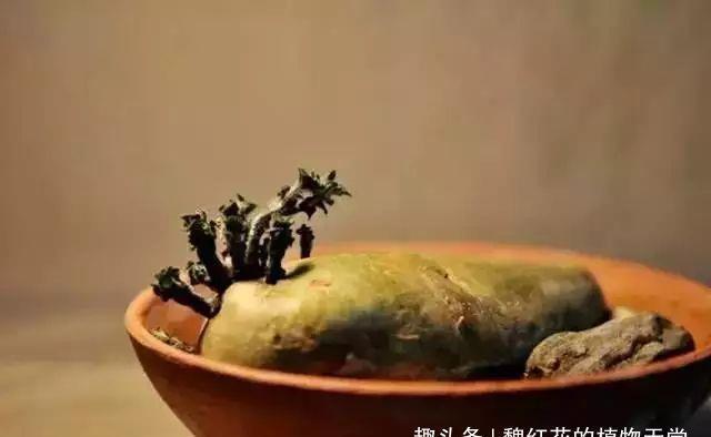 家里的有些东西,扔水里就是一盆郁郁葱葱小盆栽