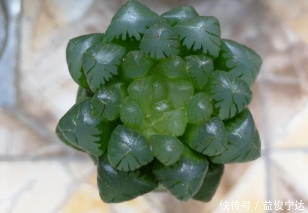 多肉丢水里好度夏,叶子疯狂吸水,几天就变胖了